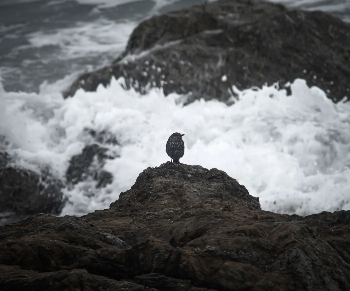 A small bird on a rock as waves crash at Cape Irago