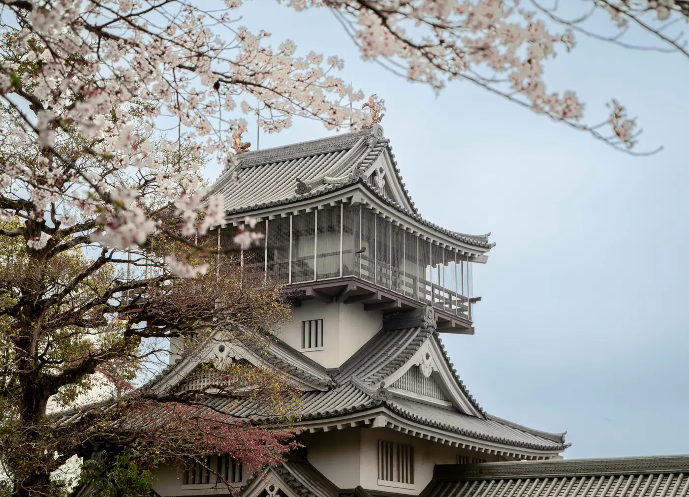 Iwasaki Castle’s keep framed by cherry blossoms in Nisshin