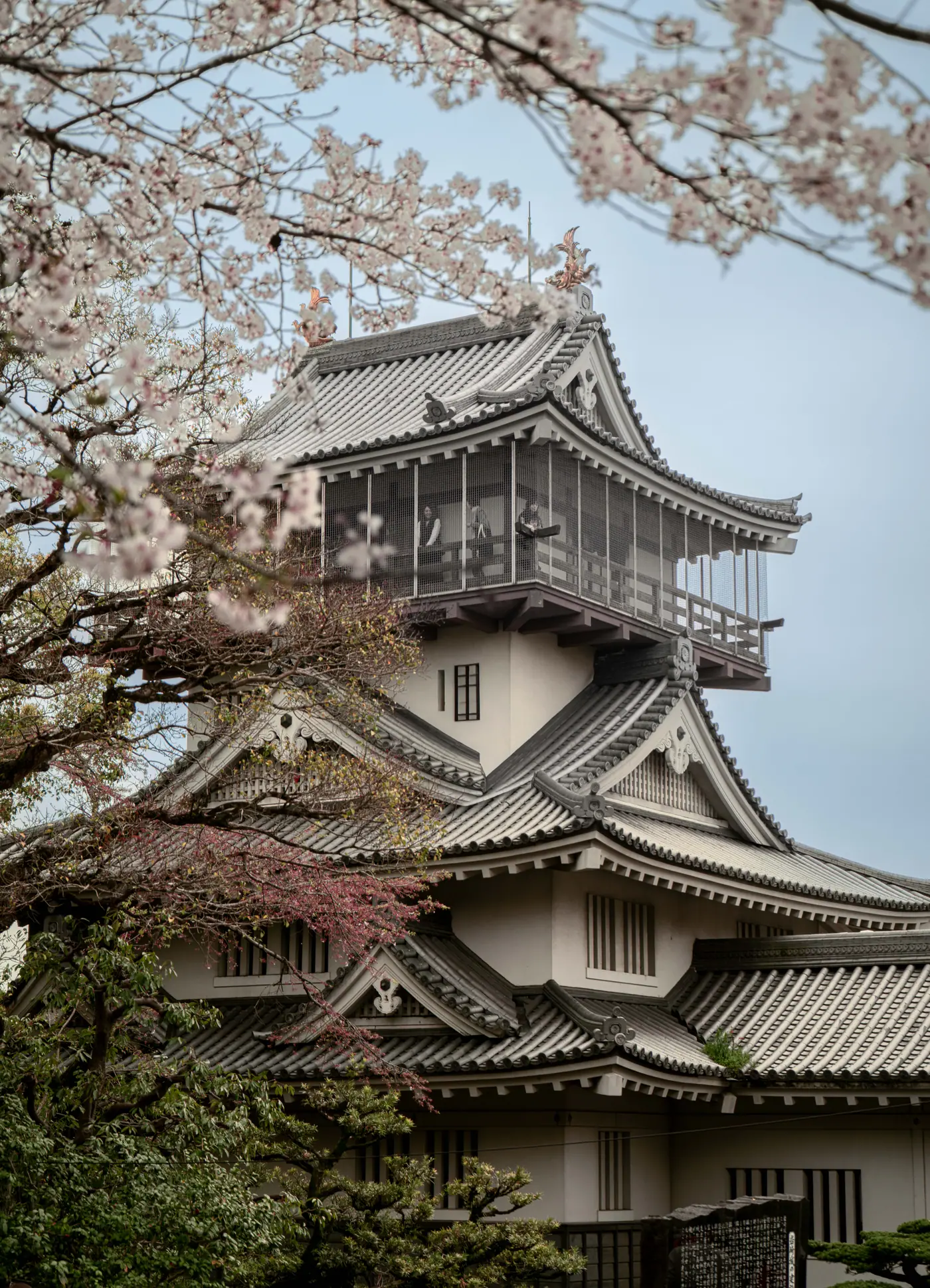 The five-story keep of Iwasaki Castle under spring sakura