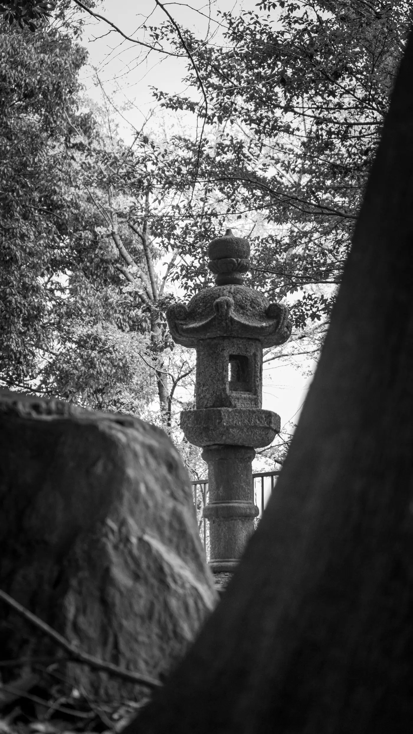 A stone lantern beside an old tree on the Iwasaki Castle grounds, in black and white