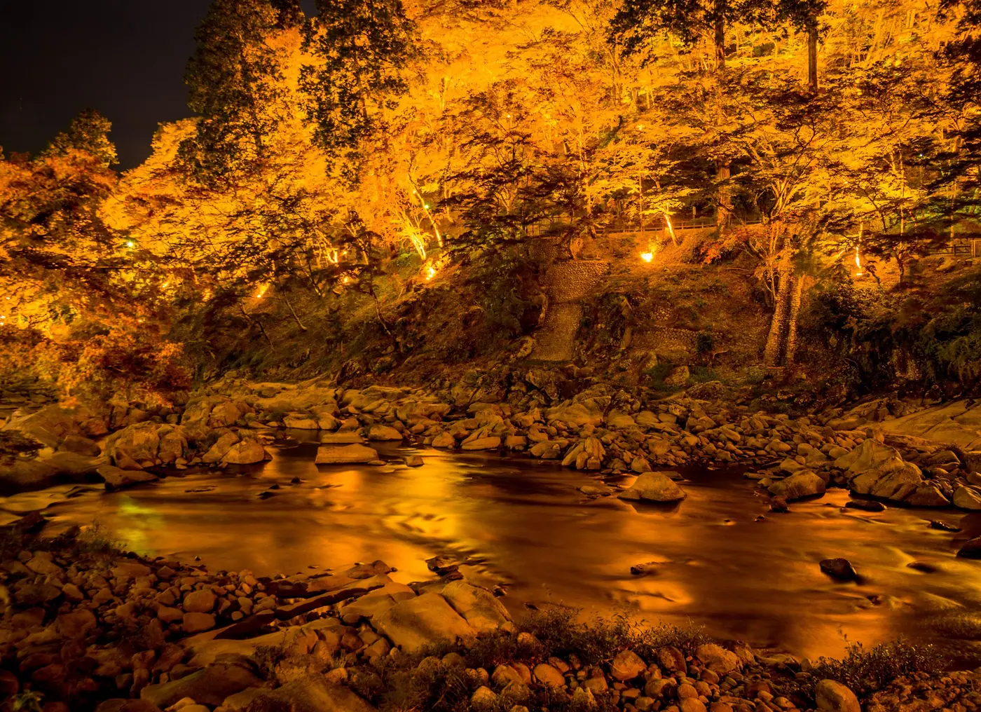 Maples glowing orange over the river during the evening illumination