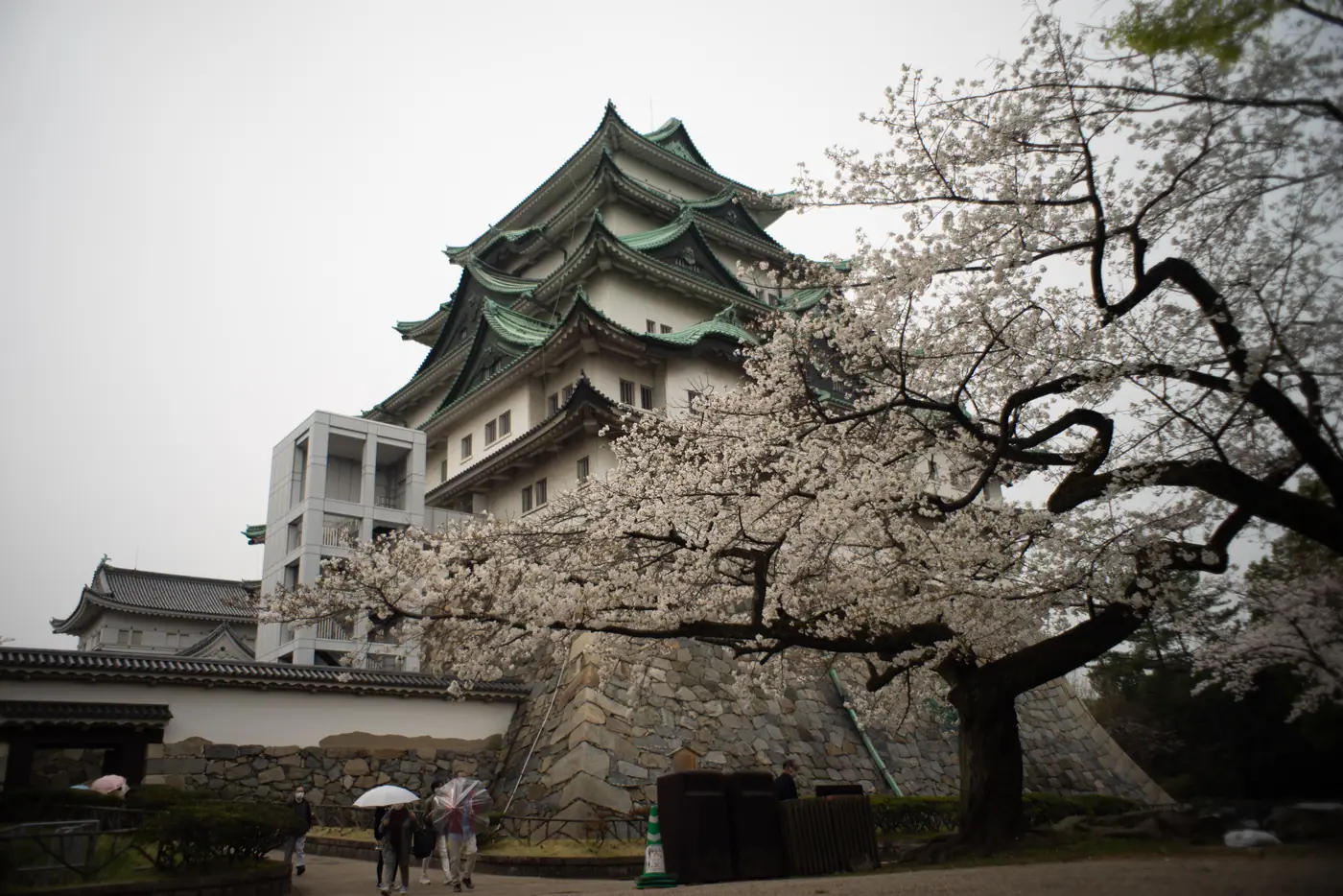 桜に囲まれた名古屋城の天守