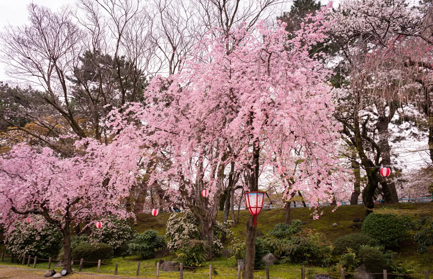 A weeping cherry tree in full bloom on the castle grounds