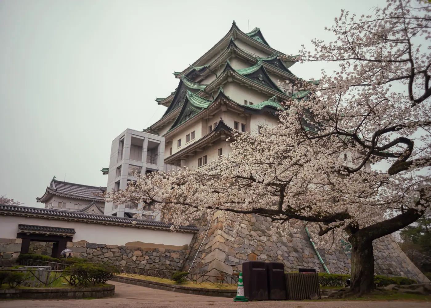 Nagoya Castle with cherry blossoms in spring
