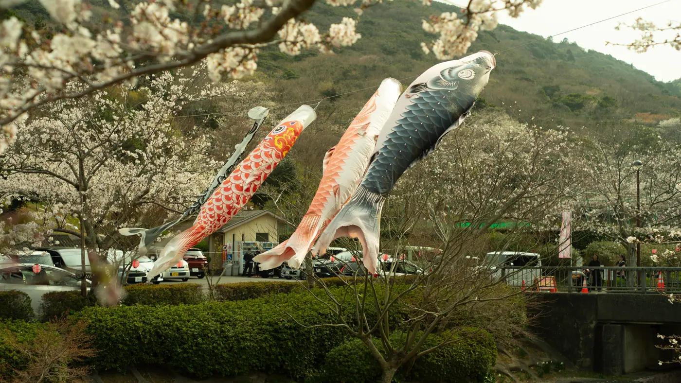 田原市・滝頭桜まつりの鯉のぼりと桜
