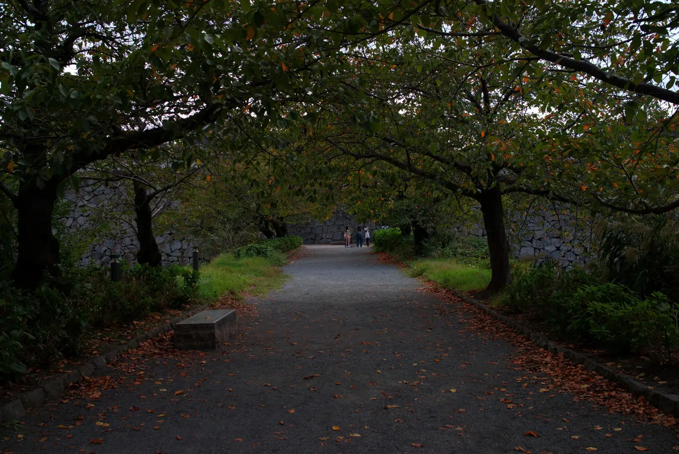 A tree-lined path beside the stone walls of Fukuoka Castle Ruins