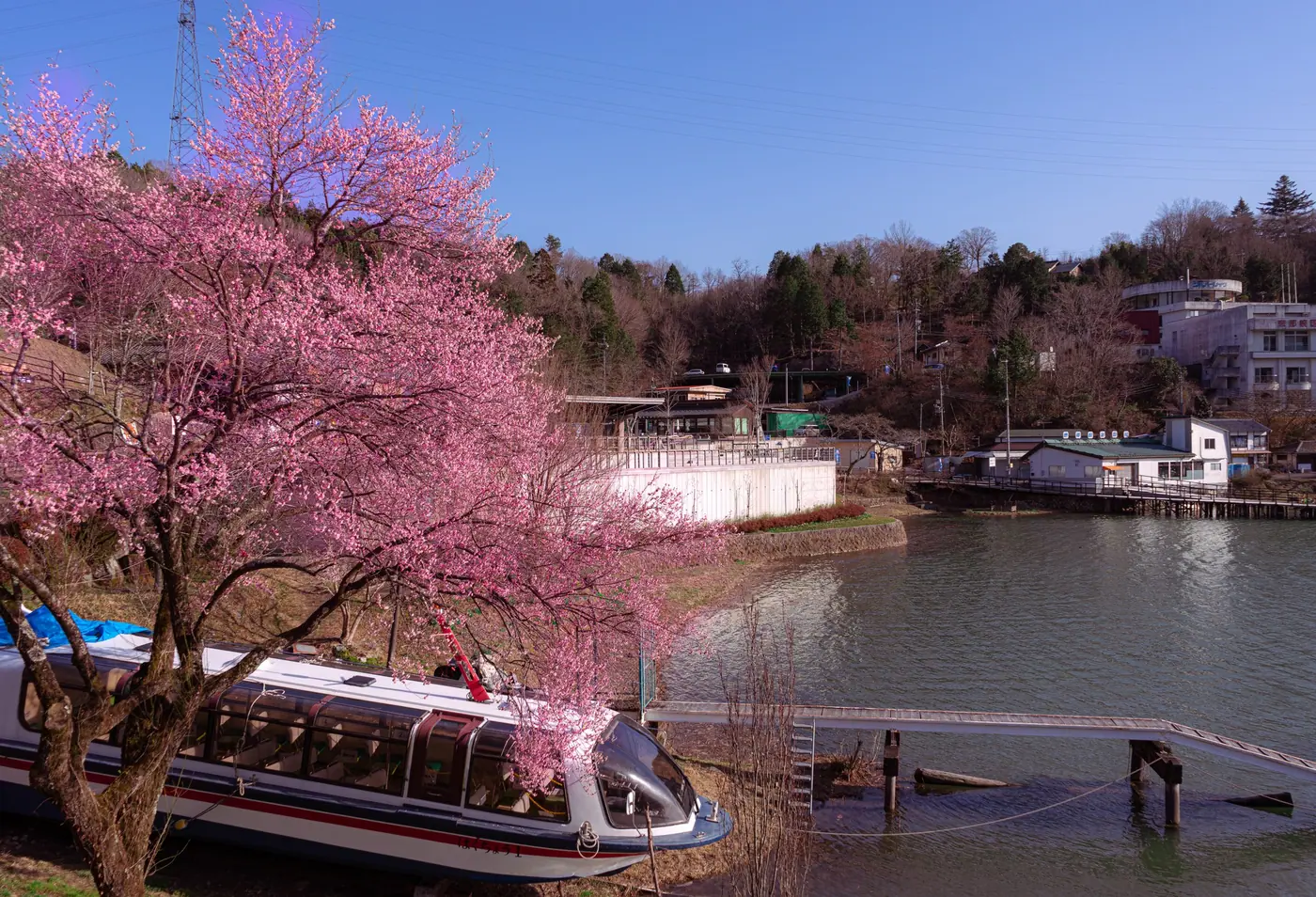 Pink cherry blossoms beside a sightseeing boat at the lakeside