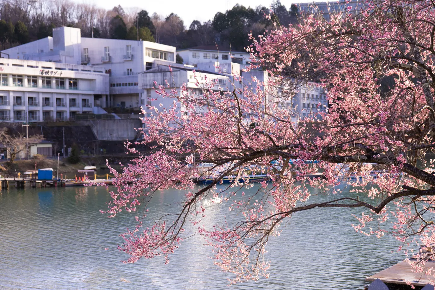 Cherry branches over the water with a hotel on the far shore
