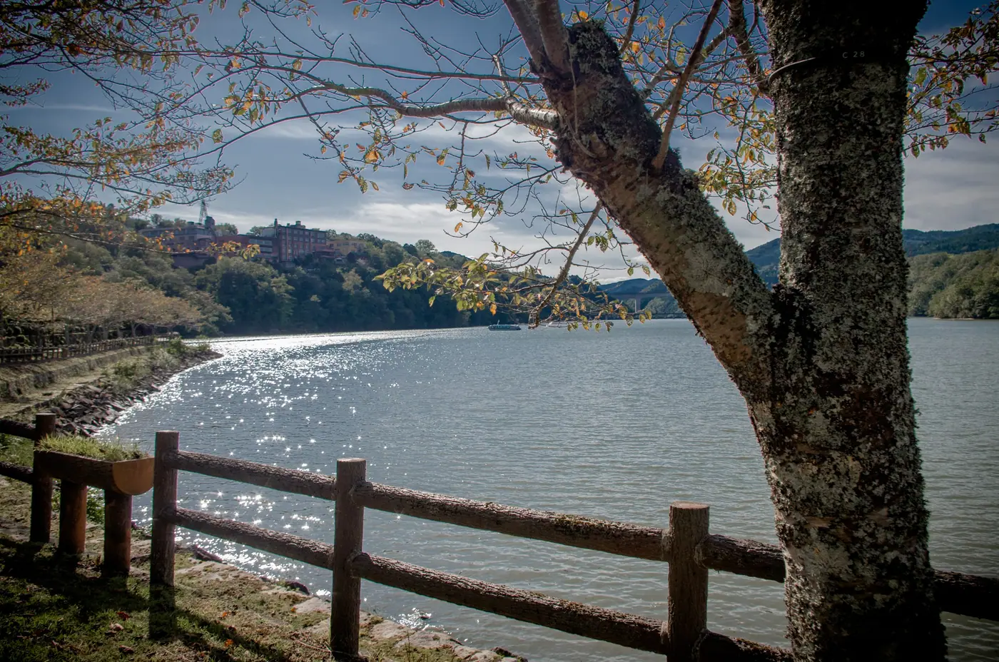 Sunlight sparkling on the lake past a tree