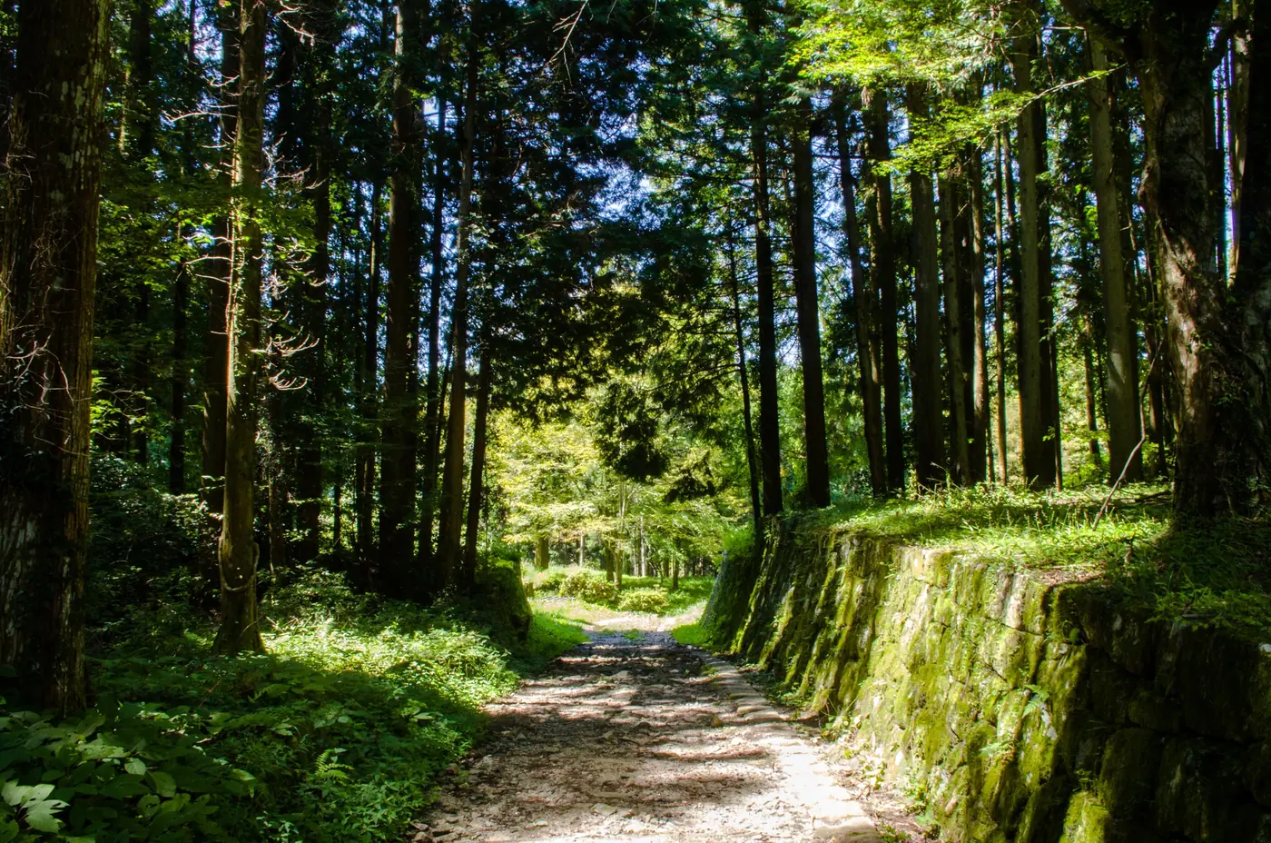 The forest path through the Iwamura Castle ruins