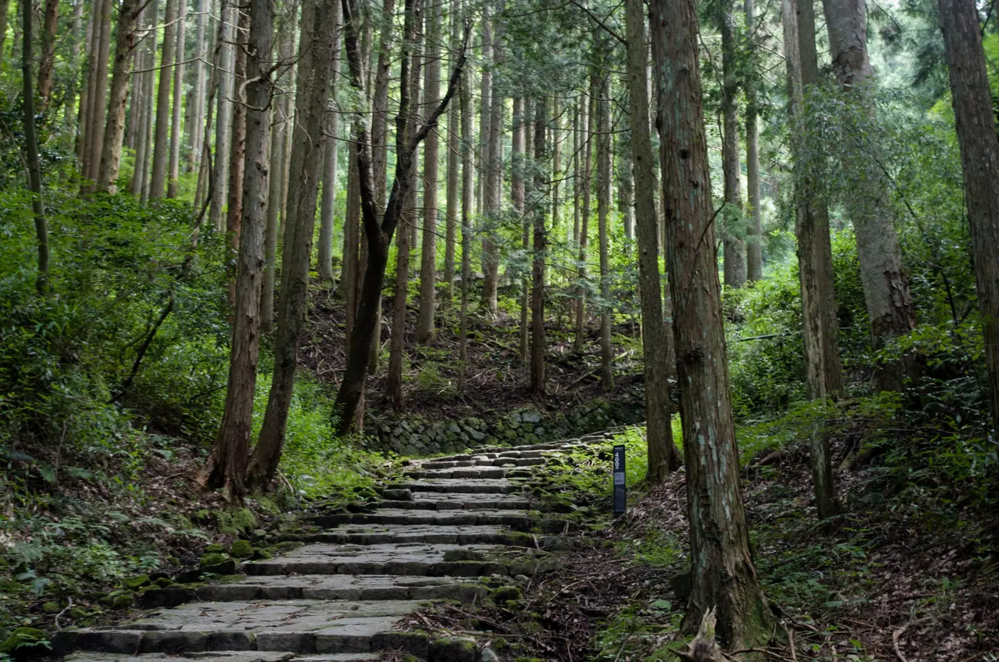 Stone steps climbing through the cedar forest at Iwamura Castle