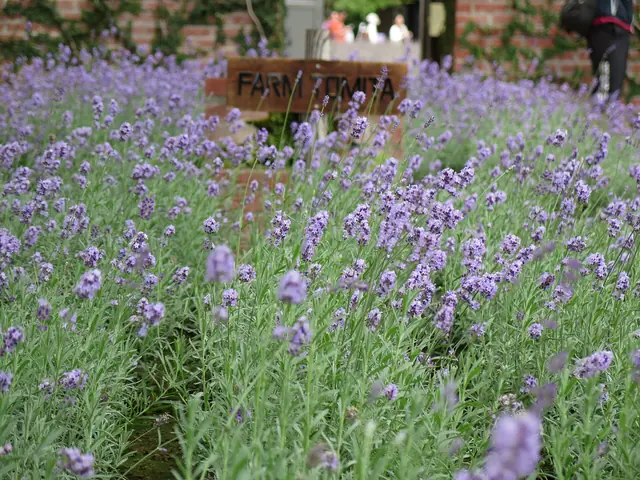 Farm Tomita
