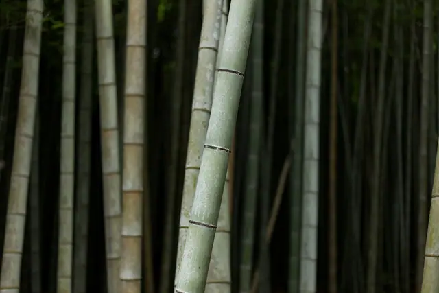 Arashiyama Bamboo Grove