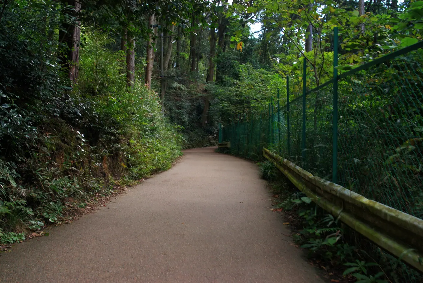A quiet forest path on the hillside around Kiyomizu-dera