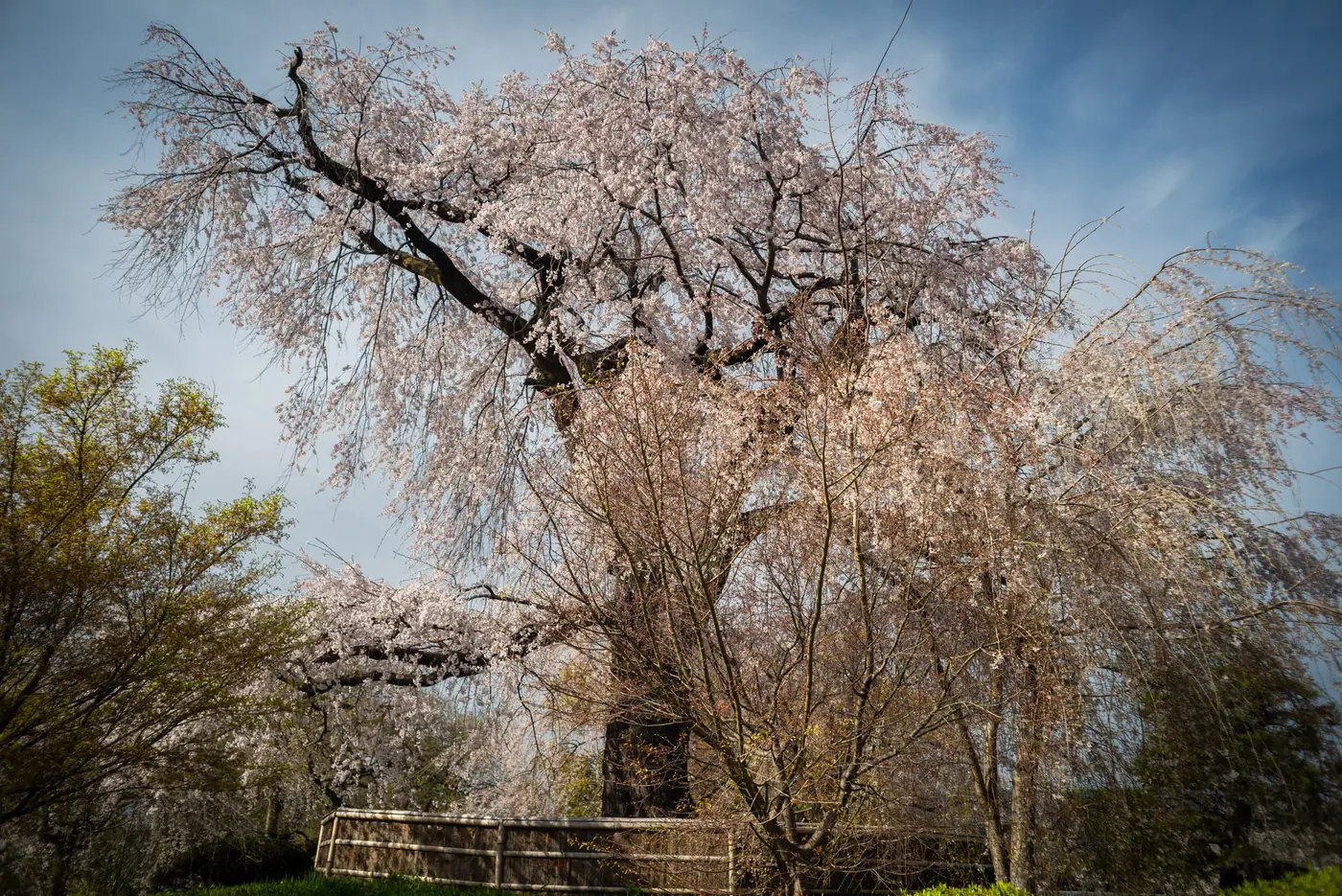 The large weeping cherry tree in Maruyama Park in bloom