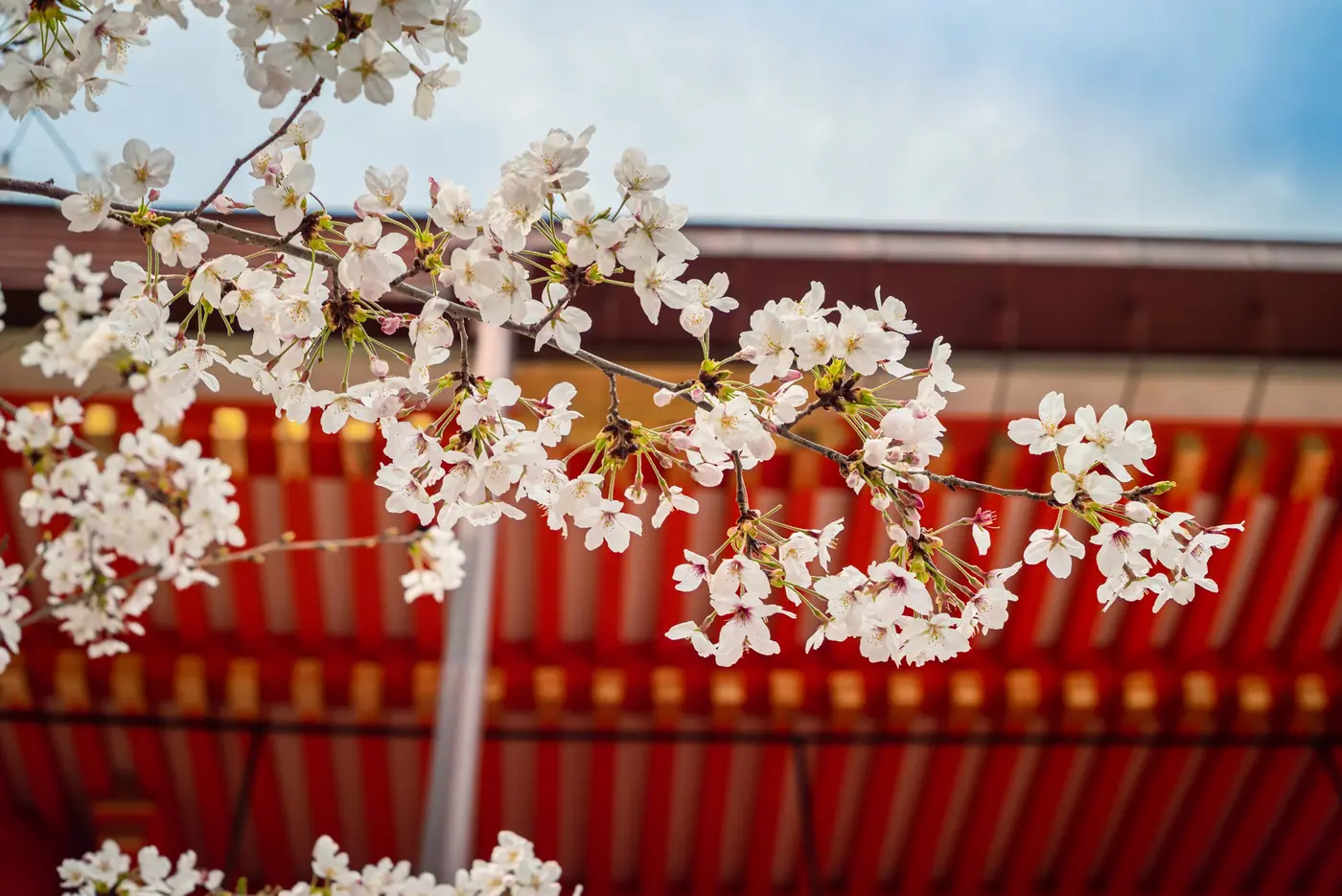 Cherry blossoms in front of the red eaves at Yasaka Shrine