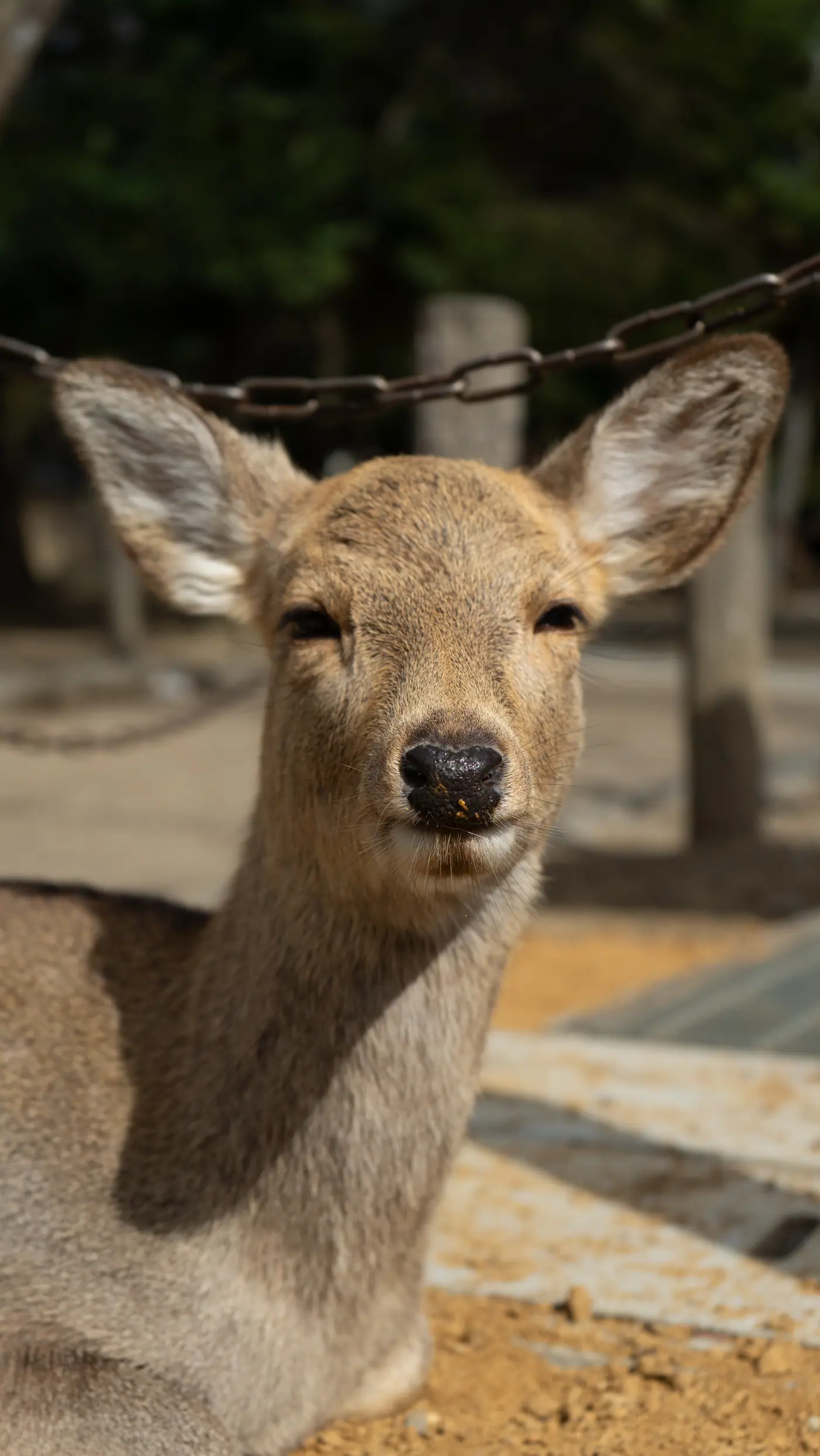 奈良公園の鹿