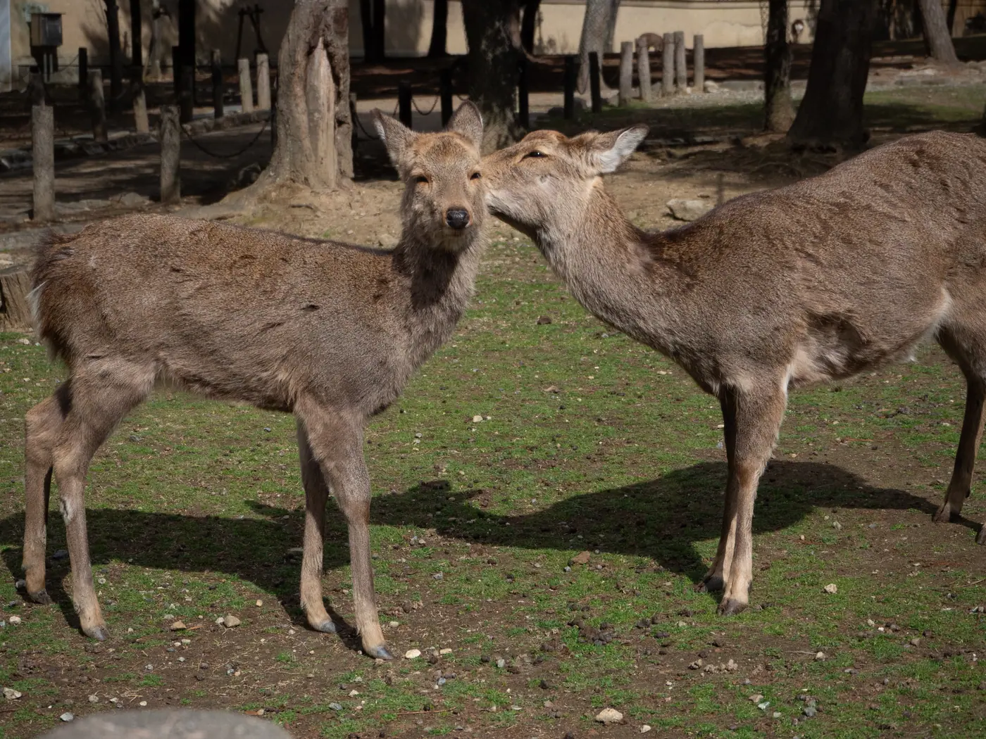 芝生の上で寄り添う2頭の鹿