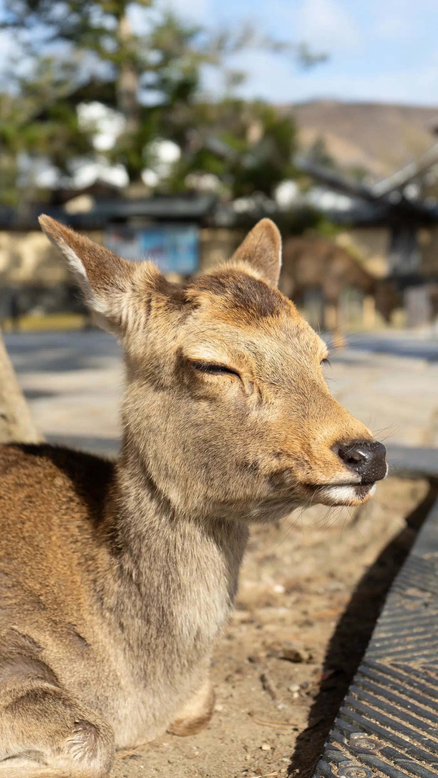 奈良公園の鹿