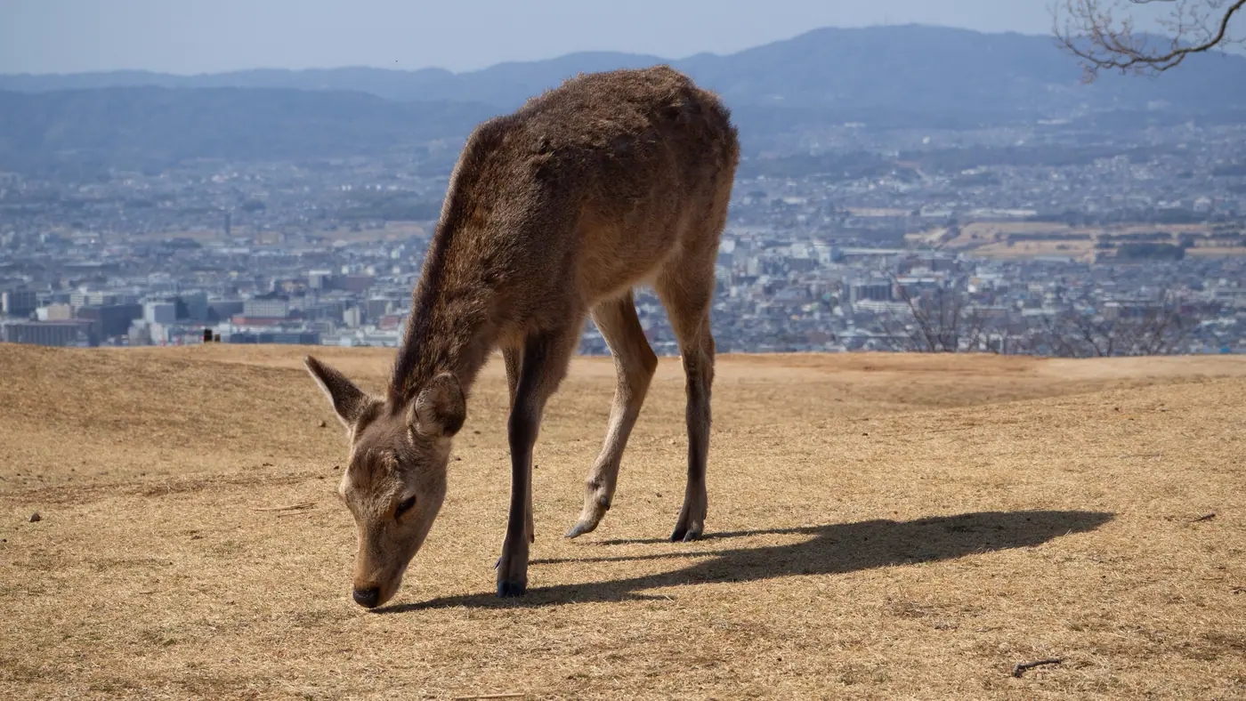 山頂で草を食む鹿と、遠くの町並み