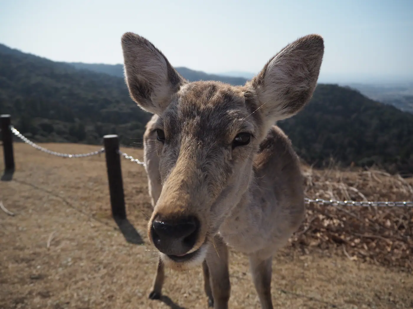 カメラをまっすぐ見つめる好奇心旺盛な鹿