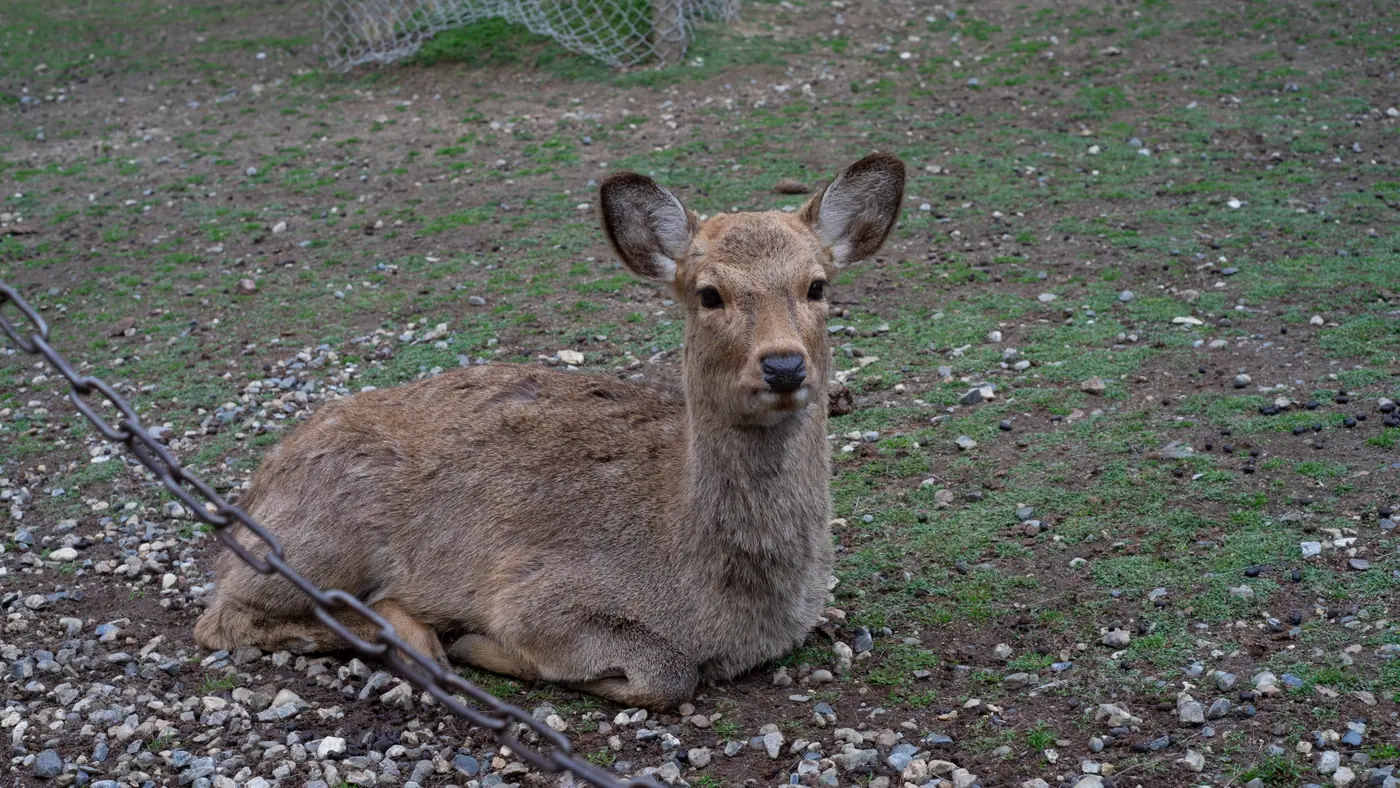 奈良公園の芝生で休む鹿