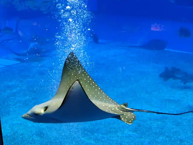 Okinawa Churaumi Aquarium
