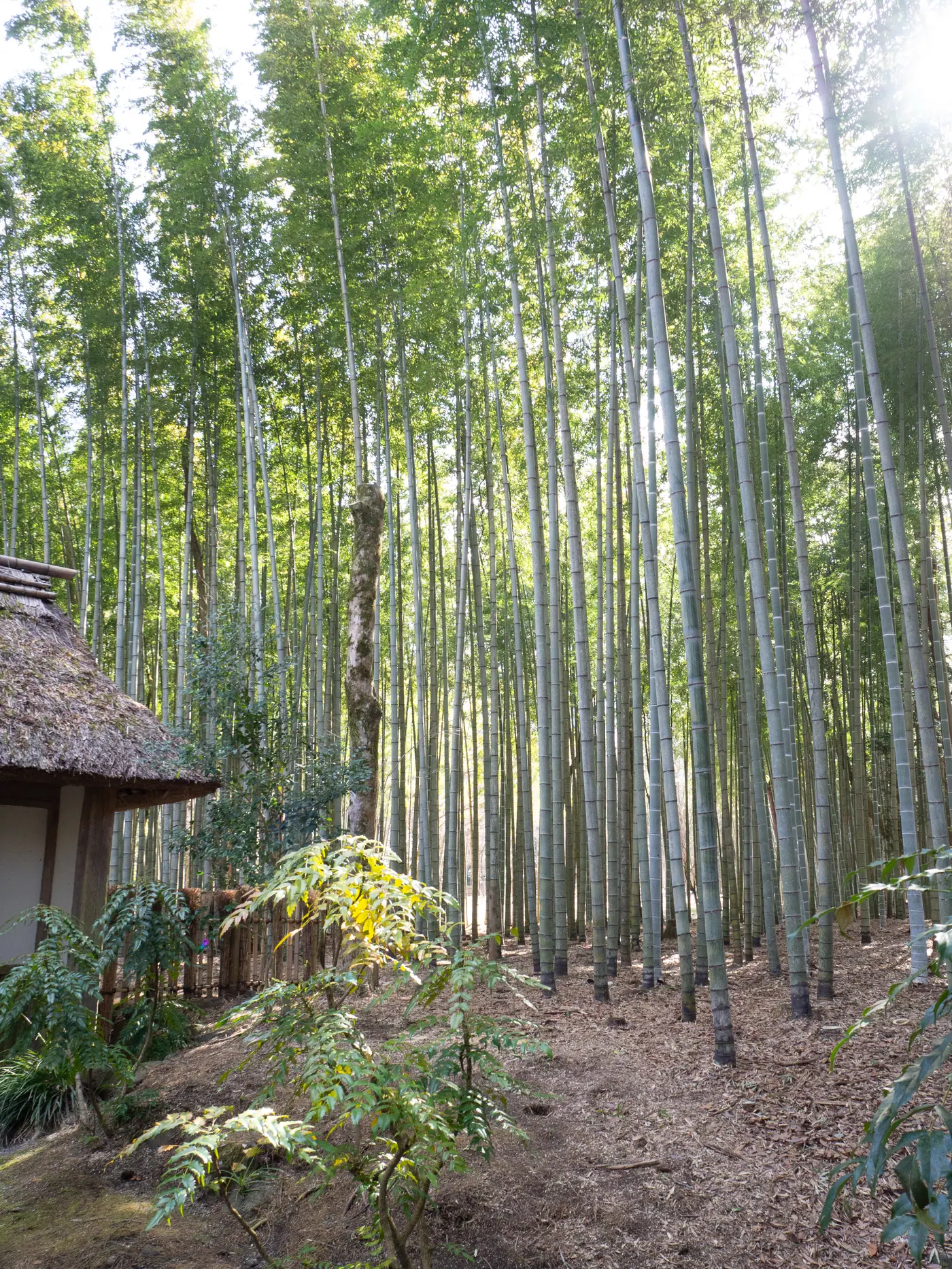 竹林の小道