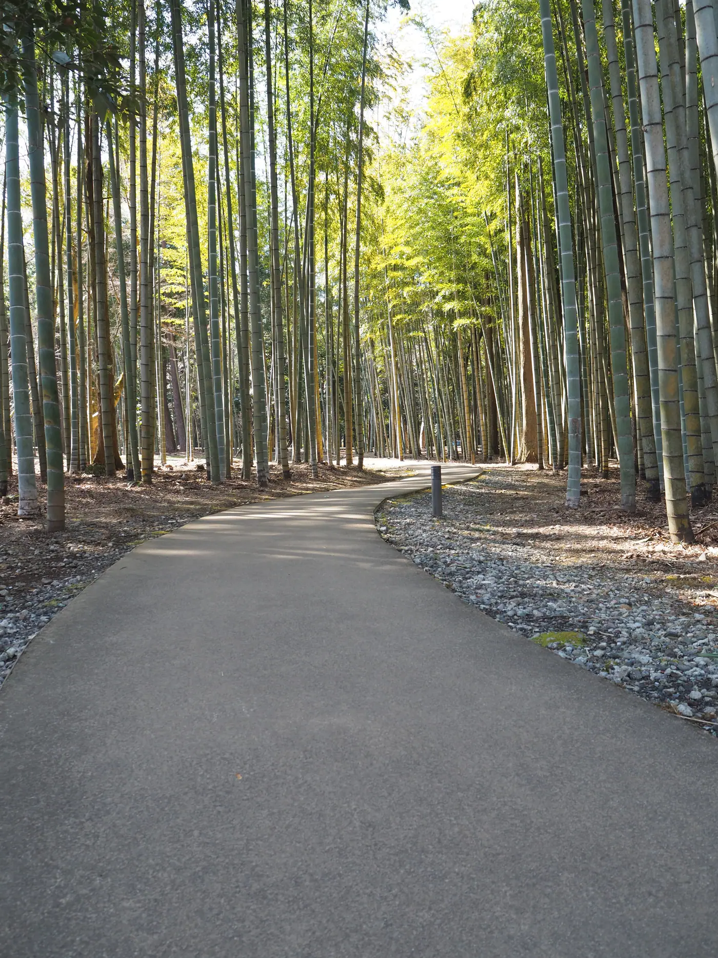 竹林の小道
