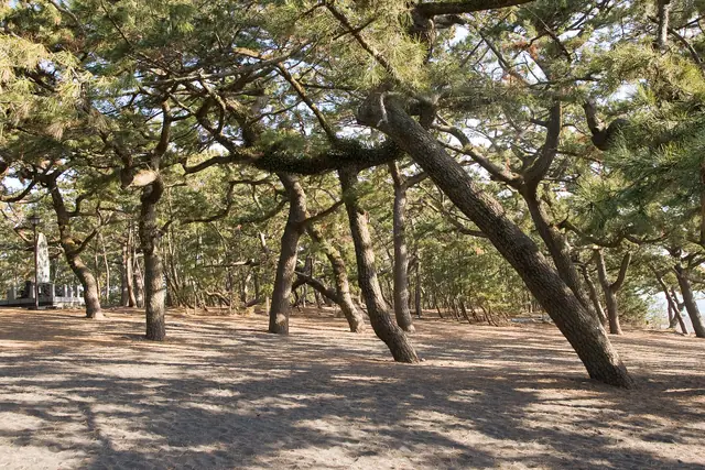 Miho no Matsubara