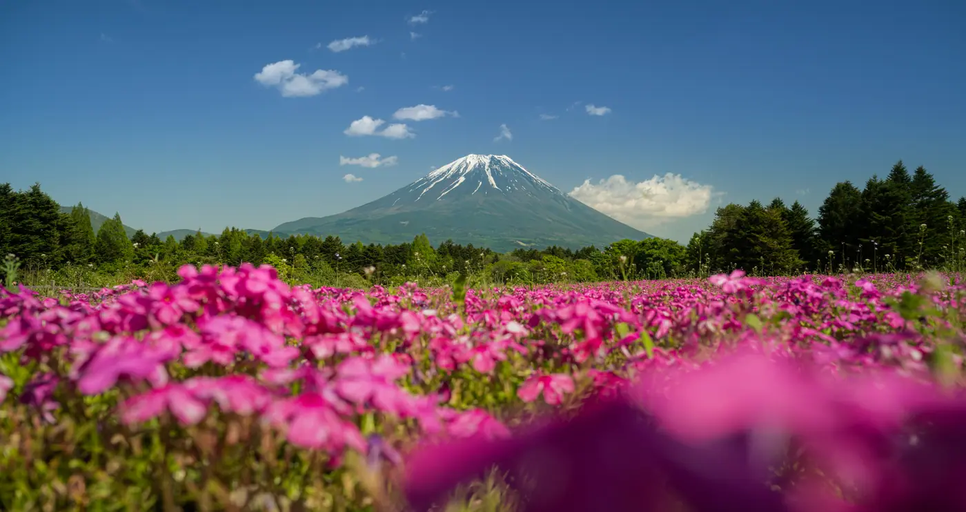 富士芝桜まつりの芝桜と富士山