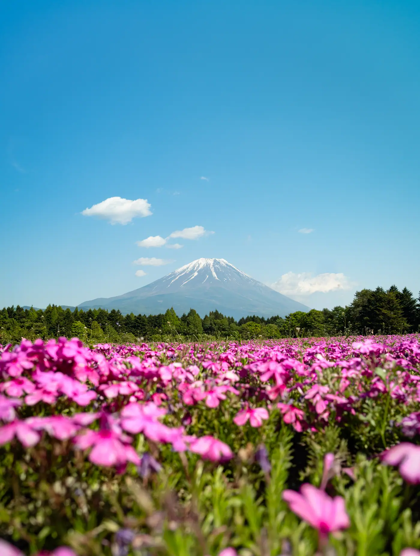 富士芝桜まつりの芝桜と富士山